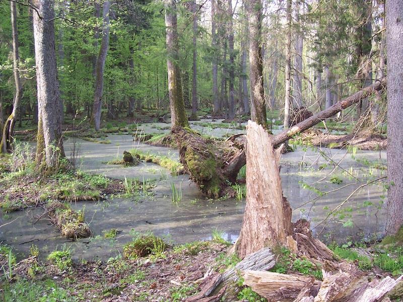 Puszcza Białowieska 1