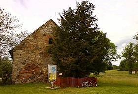 Najstarsze drzewo w Polsce
